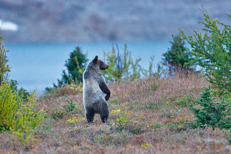 grizzly bear standing. Standing on hind legs gives