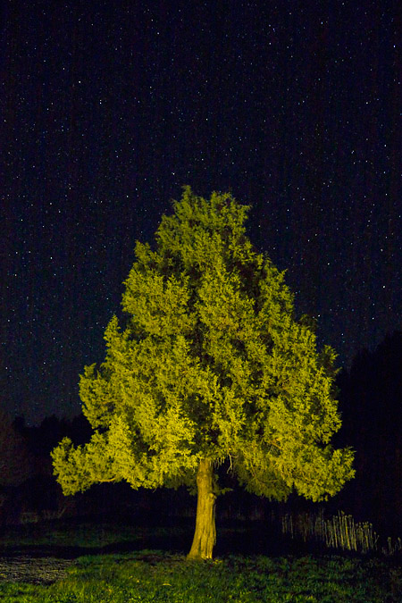 Western Juniper and stars near Malheur Refuge, Oregon