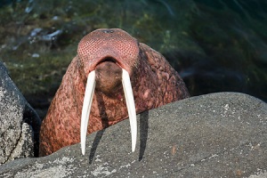 Pacific Walrus climbing up on a rock at Round Island