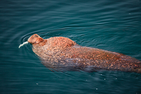 Pacific Walrus singing using inflated pharyngeal sac