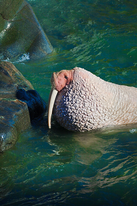 Pacific Walrus pale upon emerging from the Pacific Ocean