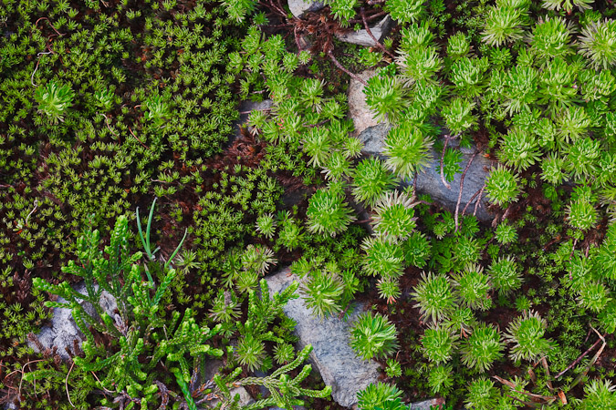 Intricate subalpine leaves, Mt. Baker Wilderness