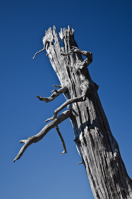 Snag of a fire-killed conifer on Yellow Aster Butte