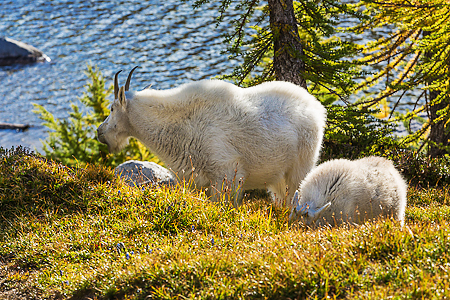 Mountain Goat Kid and Nanny Grazing in The Enchantments