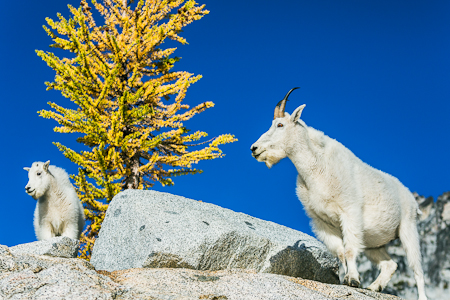 Mountain Goats and Alpine Larch in The Enchantments