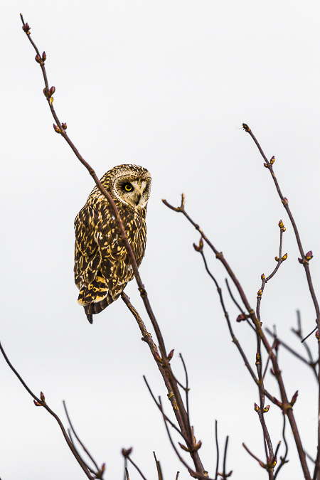 Short-eared Owl Perched in a Shrub in the Samish Flats