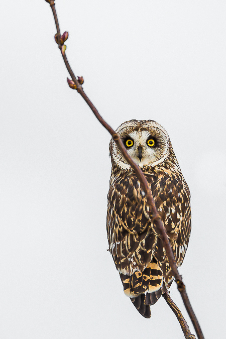 Short-eared Owl Perched in a Shrub in the Samish Flats
