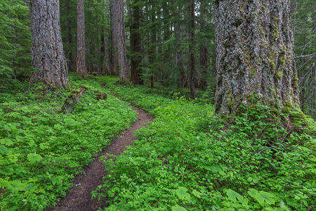 The Upper Dungeness Trail Through Woods in Olympic National Fore