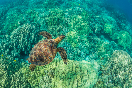 Green Sea Turtle Swimming among Coral Reefs off Big Island of Ha