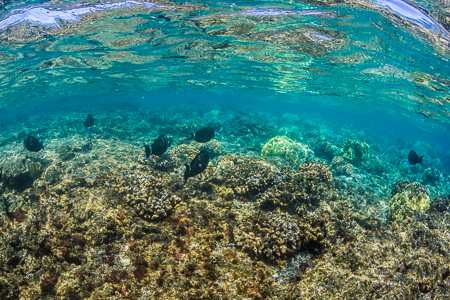 Ringtail Surgeonfish and Reef Reflections off Big Island of Hawa