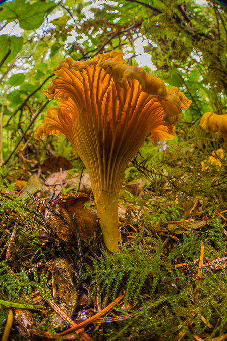 Yellow Chanterelle, Cantharellus cibarius,  on the Olympic Penin