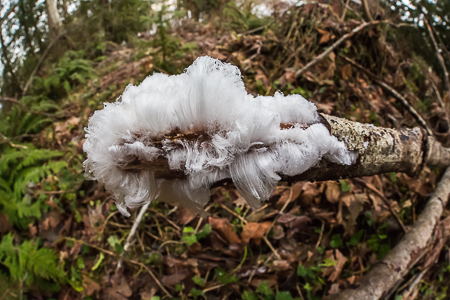 Hair Ice Formed on Dead Red Alder Branch on Olympic Peninsula