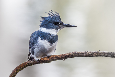 Belted Kingfisher, Megaceryle alcyon, Male
