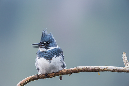 Belted Kingfisher, Megaceryle alcyon, Male