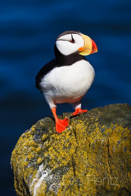 Horned Puffin on cliff