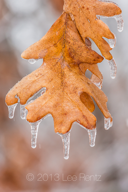 White Oak Leaves Dripping with Ice from a Freezing Rain