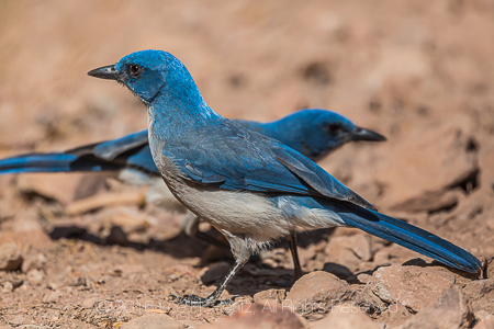 Mexican Jays in Big Bend National Park