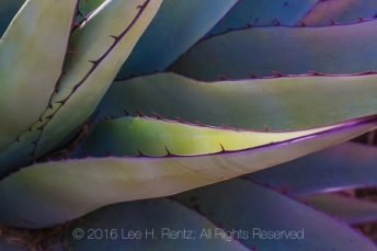 Succulent leaves of Havard Century Plant, Agave havardiana, aka Havard Agave, in the Chisos Mountains of Big Bend National Park, Texas, USA