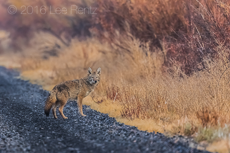 Coyote on Road in Malheur National Wildlife Refuge