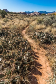 Trail winding through Prickly Pear Cactus within Salt Creek Canyon in The Needles District of Canyonlands National Park, Utah, USA