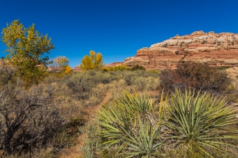 Yucca, Yucca spp., growing with sagebrush and cottonwoods along the trail through Salt Creek Canyon in The Needles District of Canyonlands National Park, Utah, USA