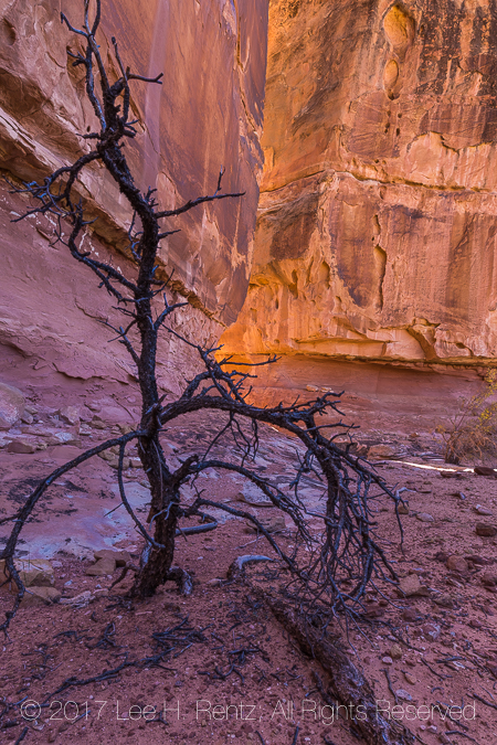 Dead Tree in Canyonlands National Park's Salt Creek Canyon
