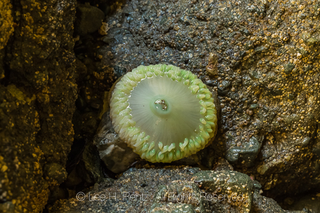 Giant Green Anemone in Dark Microhabitat, Lacking Green Algae, a