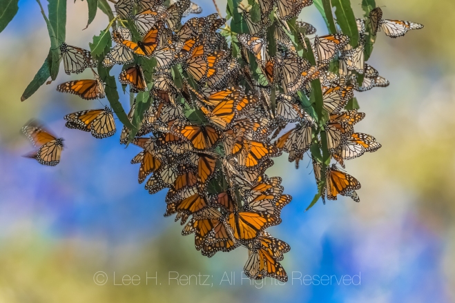 Monarch Butterflies Wintering at Pismo Beach